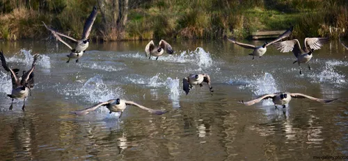 The image shows a group of Geese taking off from the surface of a lake, with splashes of water marking their departure, captured during the early afternoon in winter. The photograph is a landscape nature shot, prominently featuring animals interacting with their environment. The scene is set in a natural area bordered by grasses and shrubs, highlighting the dynamic moment as multiple Geese lift off in coordinated flight. The natural habitat and the energetic movement of the animals emphasize the vitality of nature in this wintertime setting.